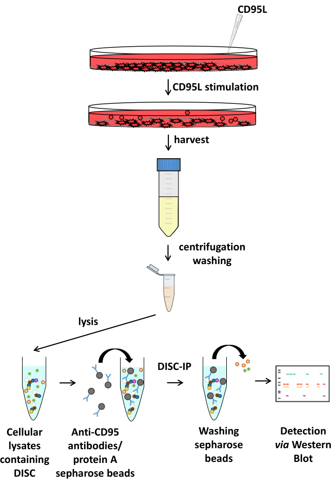 figure-results-3 CD95L stimulation; DISC isolation; diagram; Western Blot detection; antibody-sepharose interaction.