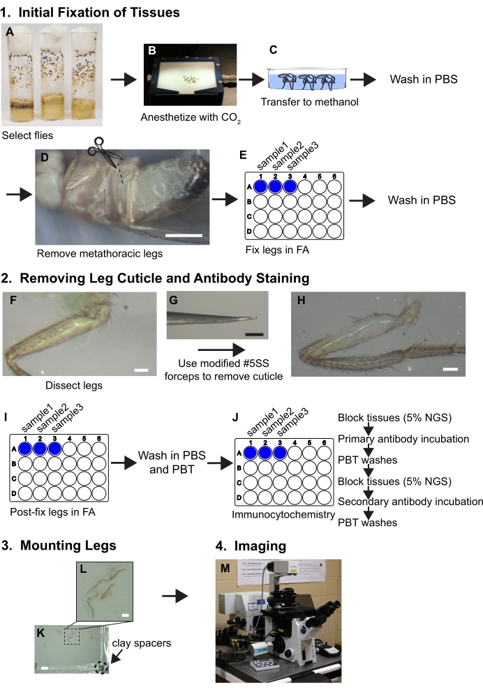 figure-introduction-1 Tissue fixation and antibody staining method: diagram of steps in dissection, staining, imaging process.