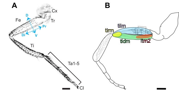 Dissection and Immunohistochemistry of the Drosophila Adult Leg to ...