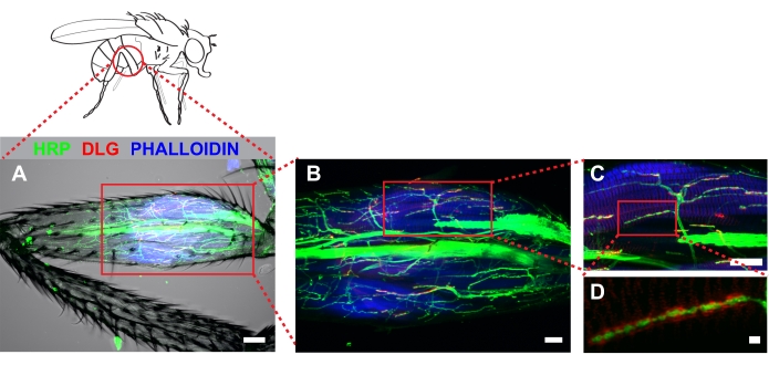figure-results-2 Fly anatomy with fluorescent staining; HRP, DLG, phalloidin markers; microscopy images.