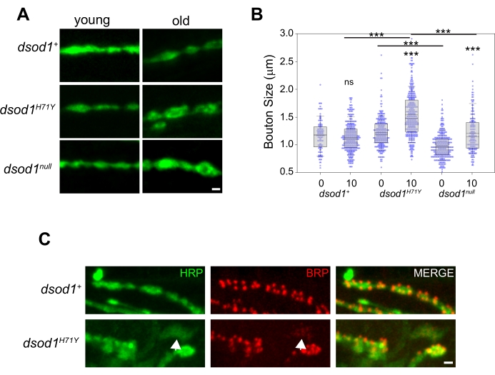 figure-results-3 Fluorescence microscopy, bouton size analysis, dsod1 variants; diagram shows green/red protein expression.