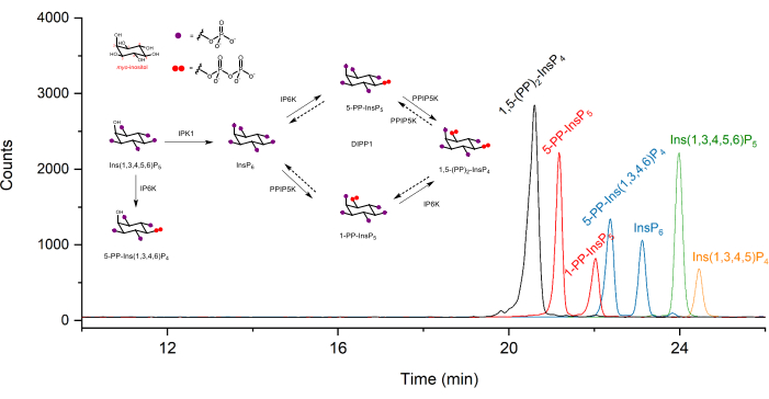 figure-results-1 HPLC chromatogram diagram of inositol phosphate separation; molecule pathway inset.