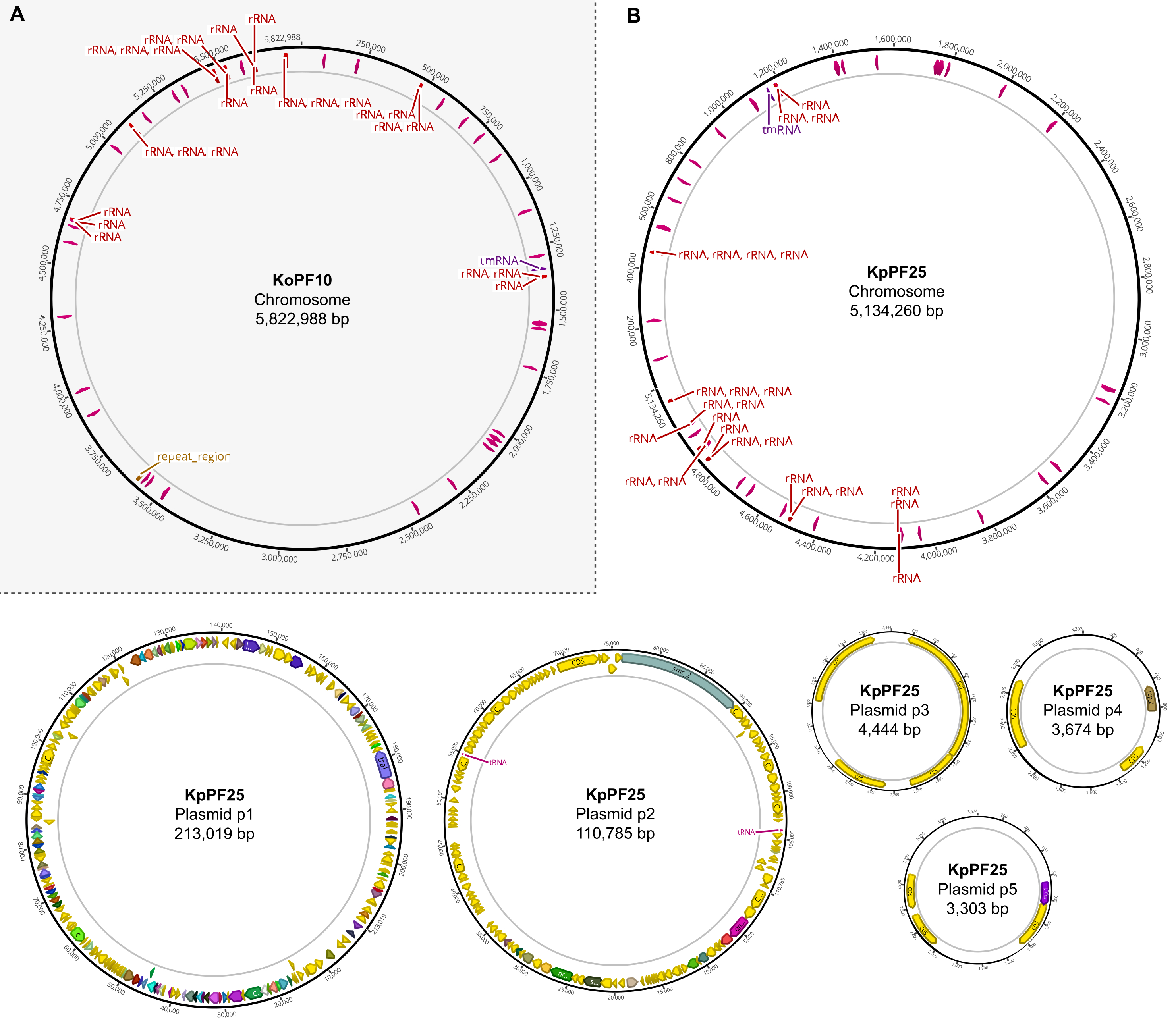 Hybrid De Novo Genome Assembly for the Generation of Complete