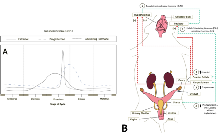 figure-results-1 Diagrama del ciclo estral de roedores; Gráfico de nivel hormonal e ilustración del sistema reproductivo.