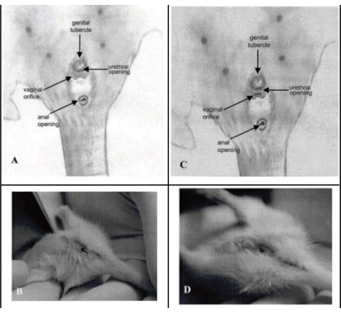 figure-results-3 Diagrama de tubérculos genitales con etiquetado, que muestra la anatomía en la muestra biológica; uso educativo.