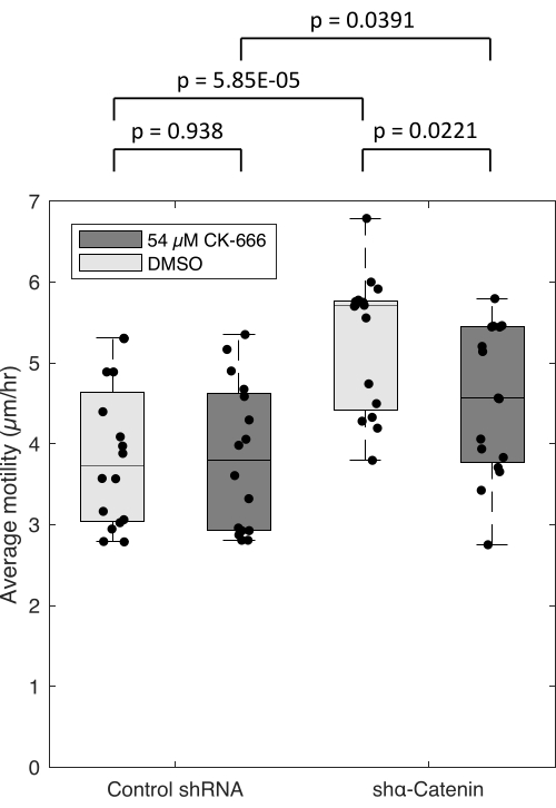 figure-results-3 Cell motility analysis via box plot; DMSO and 54 μM CK-666 treatment comparison, statistical p-values.