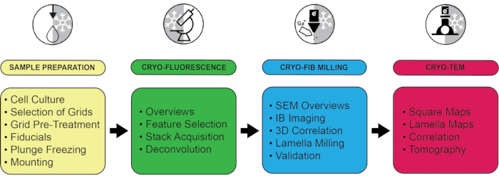 figure-protocol-1