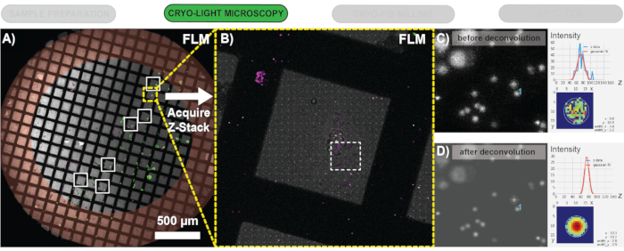 figure-protocol-3