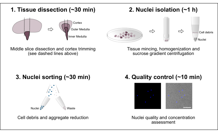 figure-results-1 Tissue dissection to nuclei isolation process; diagram showing steps including sorting and quality control.