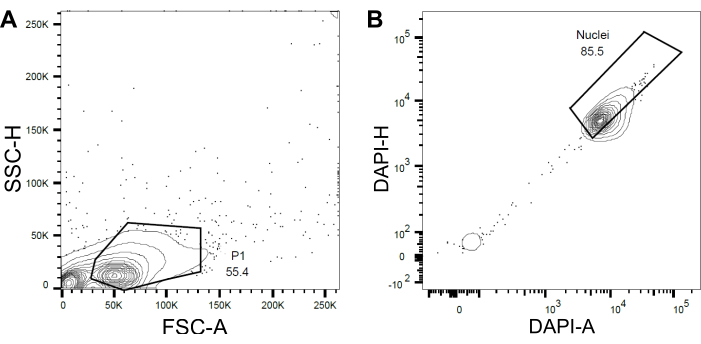 figure-results-4 Flow cytometry data plots; A shows FSC-A vs SSC-H; B shows DAPI-A vs DAPI-H for nuclei analysis.
