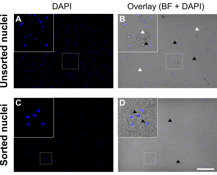 figure-results-5 "DAPI staining microscopy images comparing unsorted vs. sorted nuclei; overlay with brightfield."