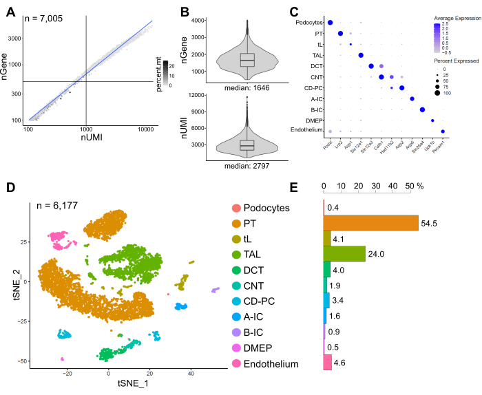 figure-results-6 Single-cell RNA sequencing analysis with nUMI correlation, violin plots, dot plot, t-SNE map, bar chart.