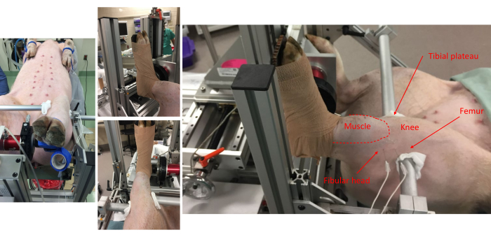 Joint biomechanics experiment on pig specimen; knee flexion setup, anatomical labels, surgical procedure.