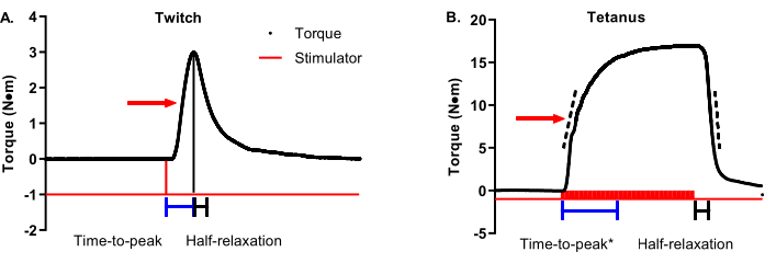 Twitch and tetanus torque curves; time-to-peak, half-relaxation; chart analyzing muscle response.