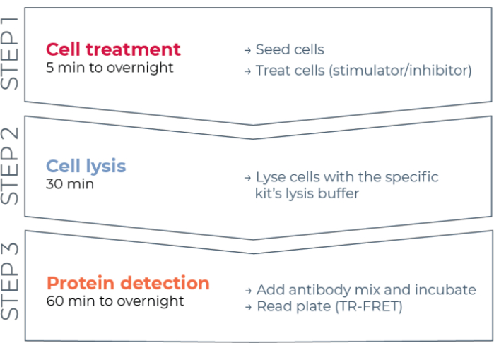 figure-introduction-1 Cell assay process diagram: cell treatment, cell lysis, protein detection; steps for TR-FRET analysis.