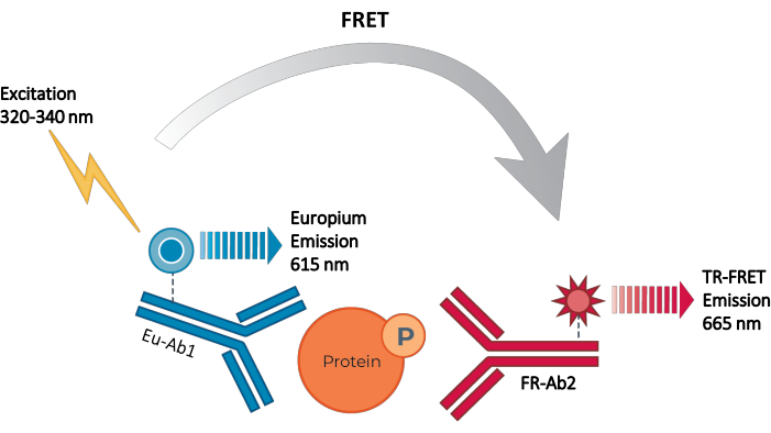 figure-introduction-2 FRET diagram showing excitation at 320-340 nm and emission at 615 nm and 665 nm for TR-FRET.