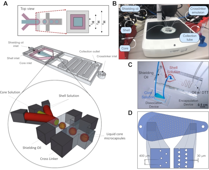 Microshell Technology Microfluidic Fabrication of Core-Shell Microcapsules carrying Human ...