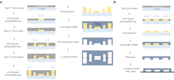 Microfabrication process: SU-8 photopatterning, PDMS pour, O2 plasma bonding, multilayer assembly.