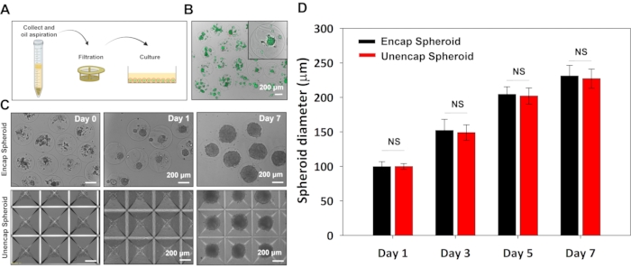 Spheroid culture process, filtration method, growth comparison, diagram, microscopy images, graph.