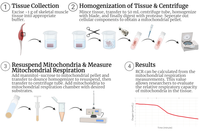 Tissue processing: Mitochondrial respiration; steps diagram; centrifuge; homogenizer; oxygen data chart.