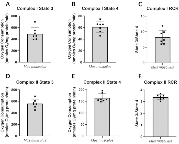 Oxygen consumption bar charts for Mus musculus; Complex I, II states; respiratory control ratios.