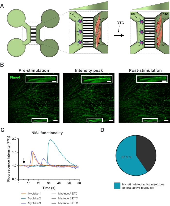 figure-results-2 Neuromuscular junction study: microfluidic setup, Ca²⁺ fluorescence, activity graph, pie chart.