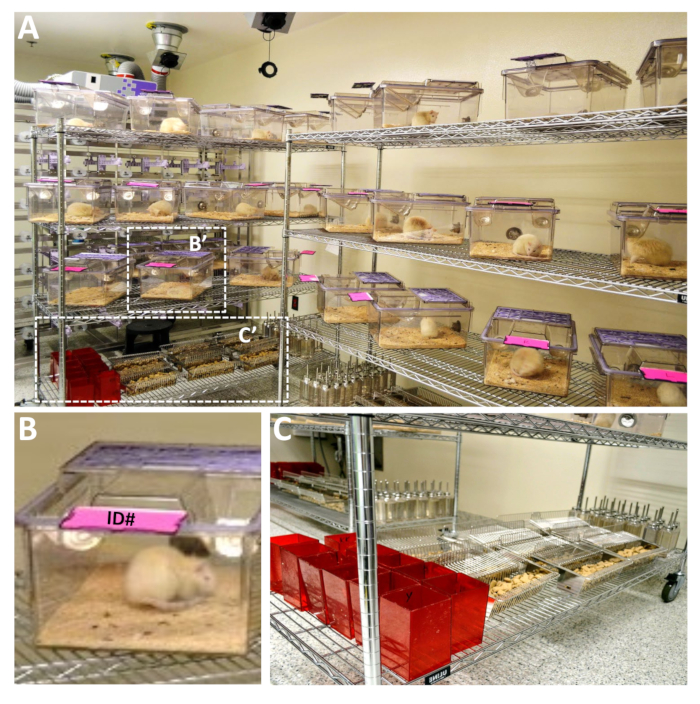 figure-protocol-2 Mouse housing setup in laboratory; sectional view of cage environment for animal studies setup.