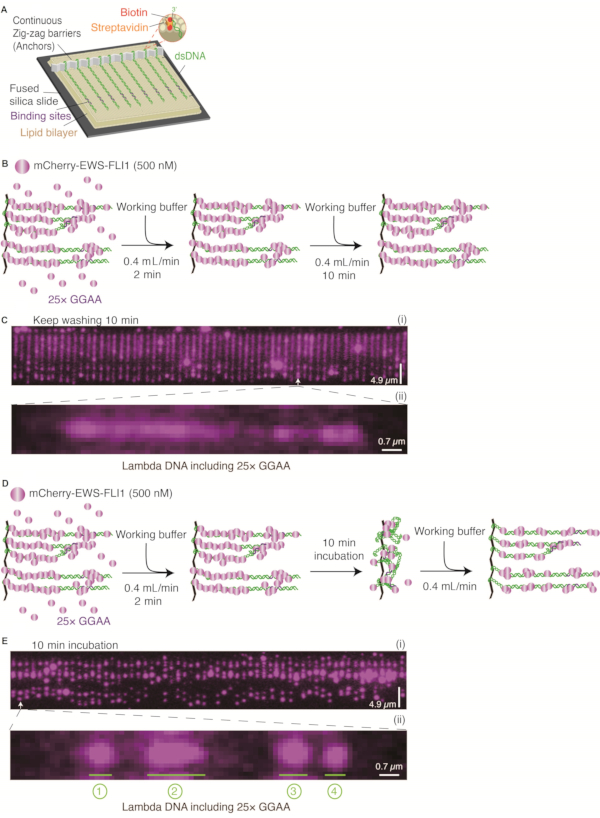figure-results-1 DNA immobilization process; biotin-streptavidin interaction; microscopy results; lambda DNA analysis.