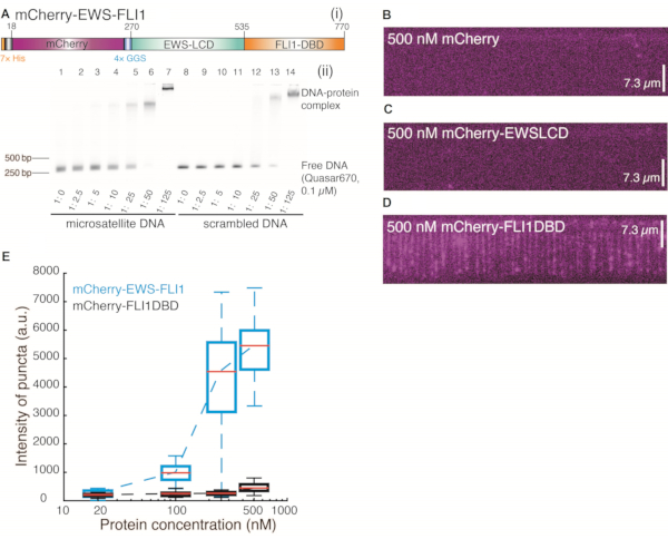 figure-results-2 Electrophoresis DNA-protein complex analysis; microscopy protein localization; box plot protein intensity.