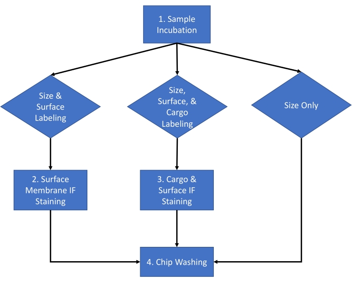 figure-introduction-1 Flowchart of sample incubation process with labeling and staining steps for chip washing.