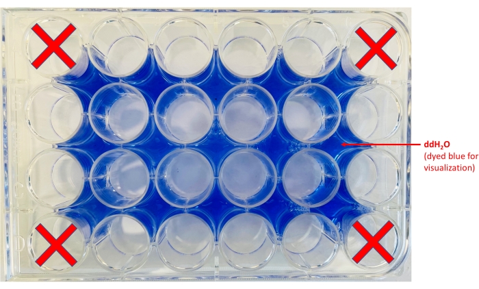 figure-protocol-1 Microbiology static liquid culture setup in a 24-well plate, ddH2O dyed blue for visualization.