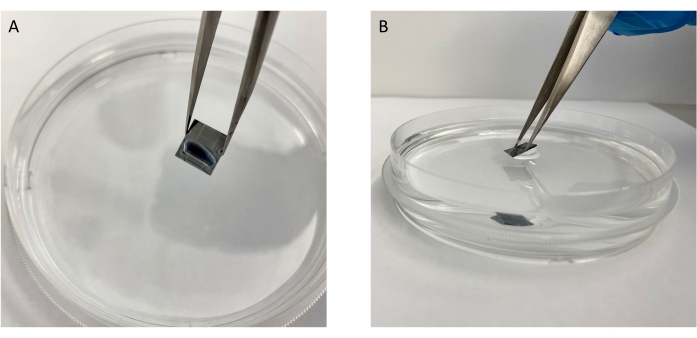 figure-protocol-5 Petri dish with tweezers holding a small sample, material analysis setup.