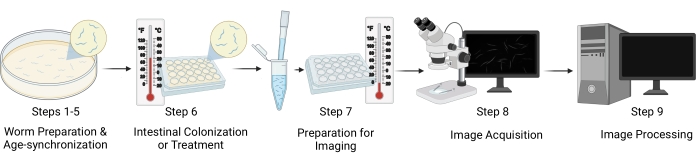 Worm life cycle imaging workflow diagram: preparation, colonization, microscopy, image processing.