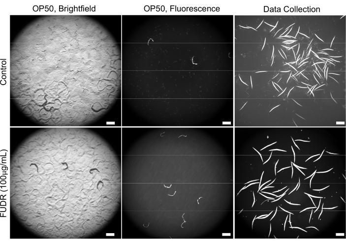 Brightfield and fluorescence microscopy of OP50 bacteria on C. elegans with FUDR treatment results.