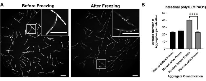 Fluorescence microscopy, intestinal polyQ aggregates before/after freezing, bar chart results.