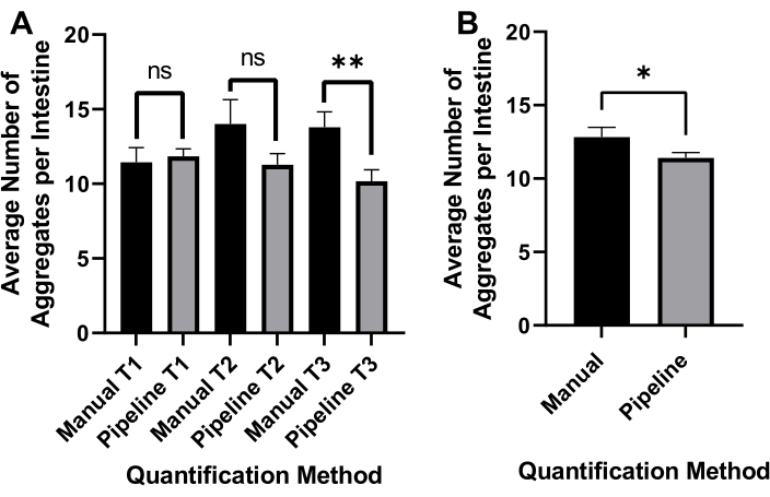 Bar chart comparing manual and pipeline quantification methods for aggregate counting in intestine.
