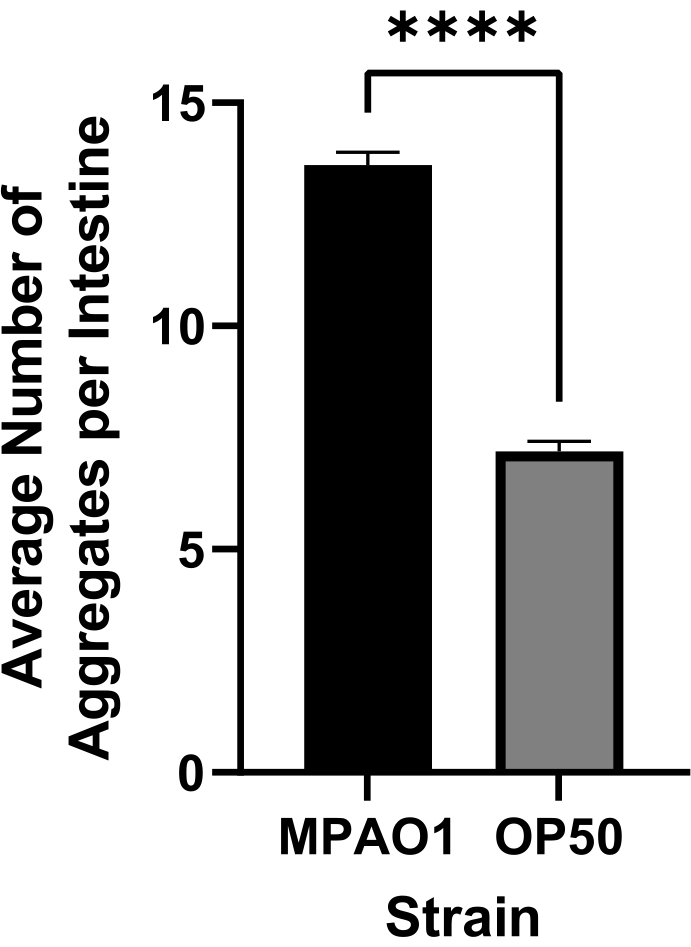Bar graph comparing intestinal aggregate numbers in strains MPAO1 vs OP50. Statistical analysis.