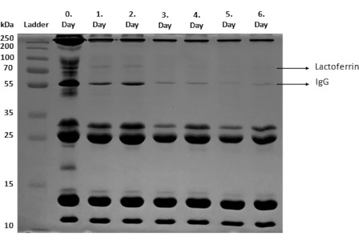 SDS-PAGE gel electrophoresis results showing lactoferrin and IgG protein bands over 7 days.