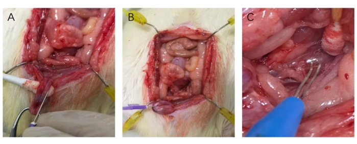 figure-results-3 Surgical procedure on animal abdomen, illustrating steps in intestine exposure and manipulation.