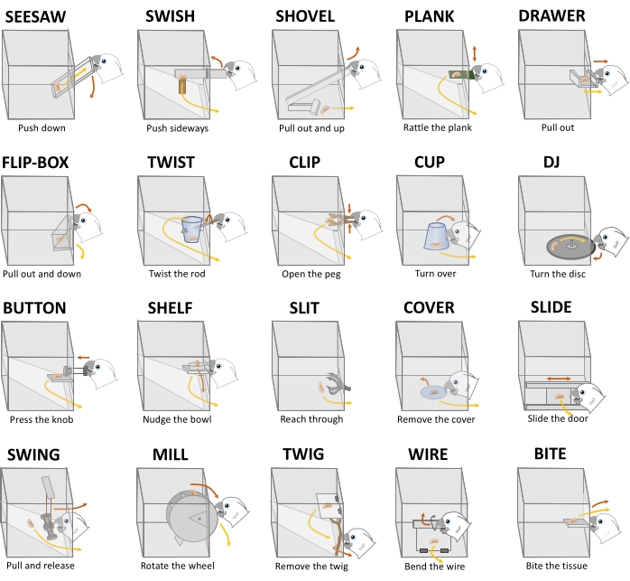 Bird problem-solving puzzle tasks diagram; various mechanical solutions illustrated in boxes.