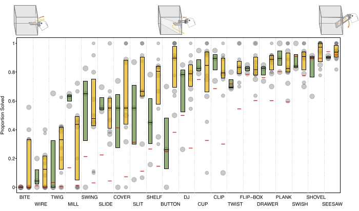 figure-results-3 Animal behavior analysis; box plot chart; problem-solving tasks; experimental setup diagram.