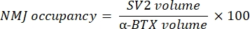 figure-protocol-4 NMJ occupancy calculation equation: SV2 volume divided by α-BTX volume, multiplied by 100.
