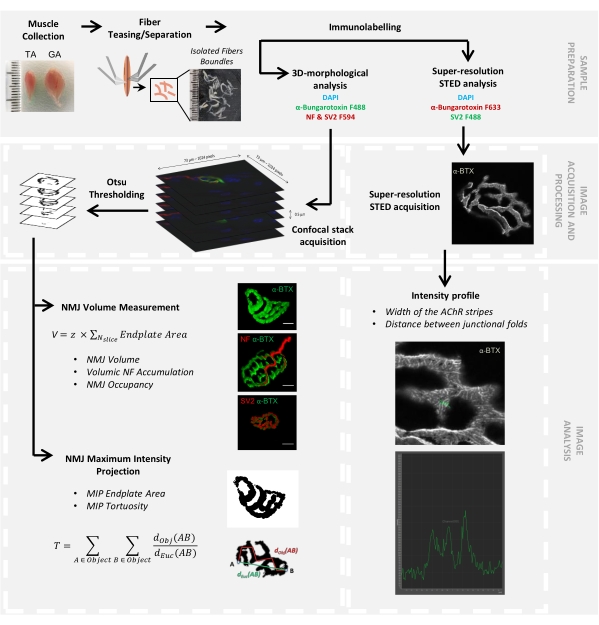 figure-results-1 Muscle fiber immunolabeling process, STED super-resolution, confocal microscopy, NMJ volume analysis.