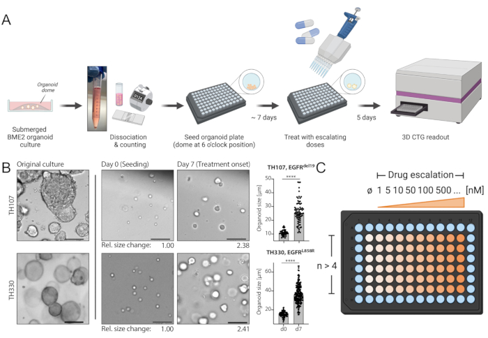 figure-protocol-1 Submerged BME2 organoid culture diagram, drug escalation, and 3D CTG readout for growth analysis.