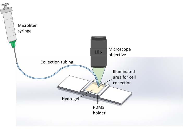 Microscopy setup diagram with syringe, collection tubing, hydrogel for cell collection under 10x lens.