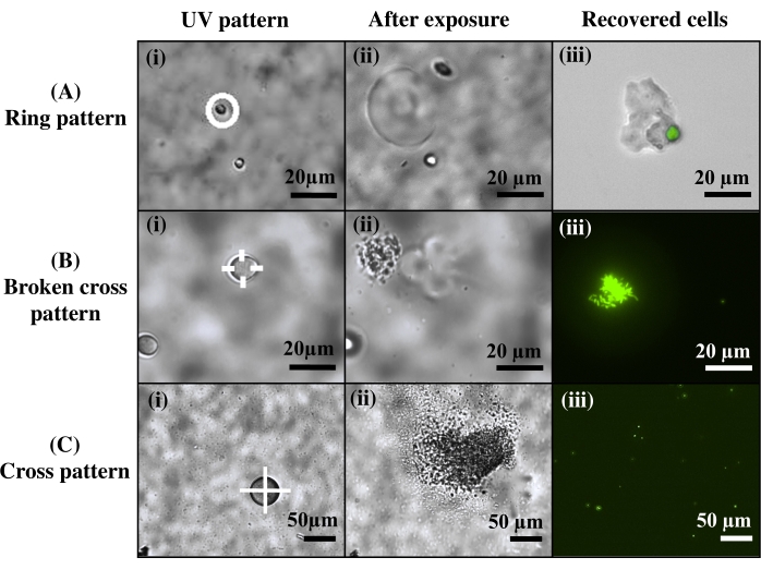 figure-results-2 UV pattern effects on cell recovery; microscope images showing ring, broken cross, and cross patterns.