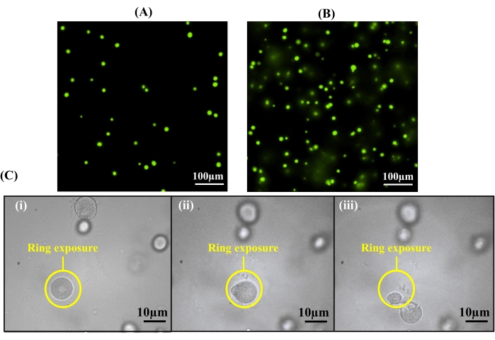 figure-results-3 Fluorescence microscopy images with cellular exposure analysis; experiment shows ring exposure effects.