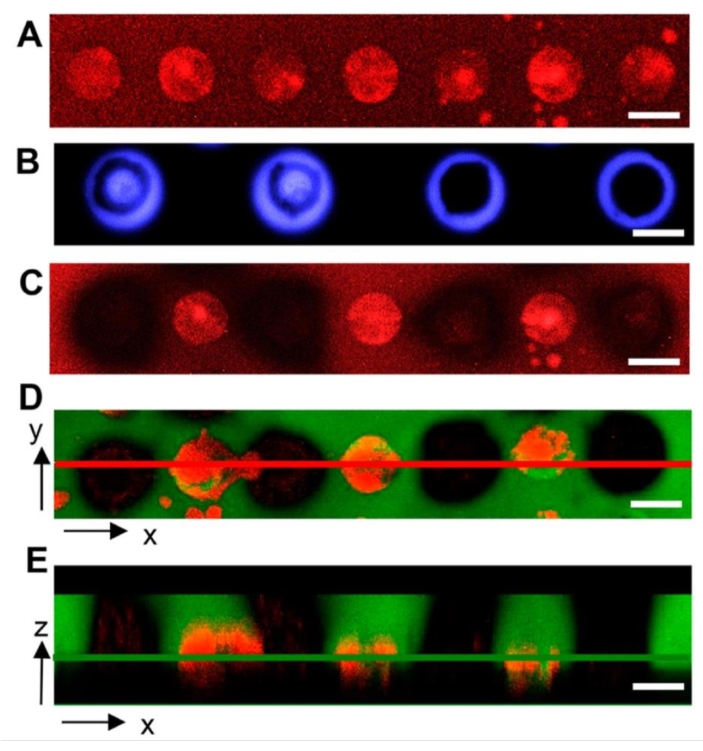figure-results-5 Fluorescence microscopy images showing cell structure analysis with multichannel visualization.