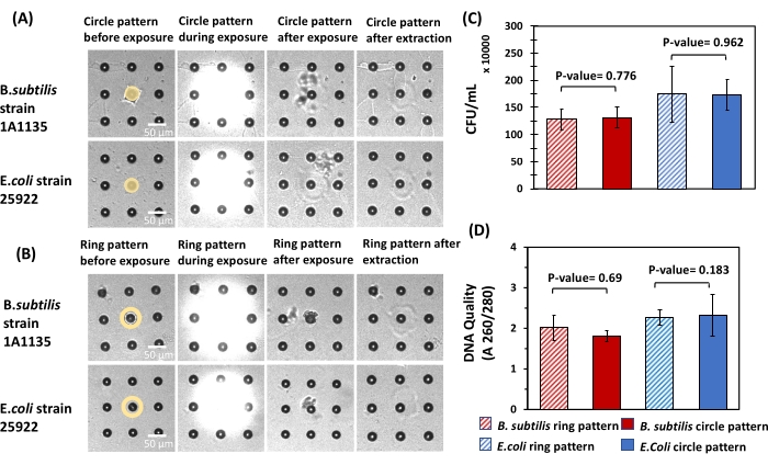 figure-results-6 Bacterial pattern exposure experiment, CFU and DNA quality analysis; circle vs. ring, B. subtilis vs. E. coli.