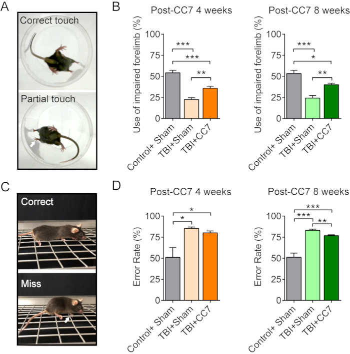 Motor function analysis in mice, bar graphs, limb use post-TBI, error rate results, rehabilitation study.